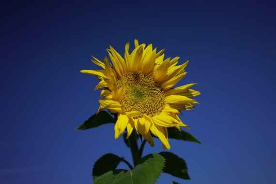 Blüte einer Sonnenblume